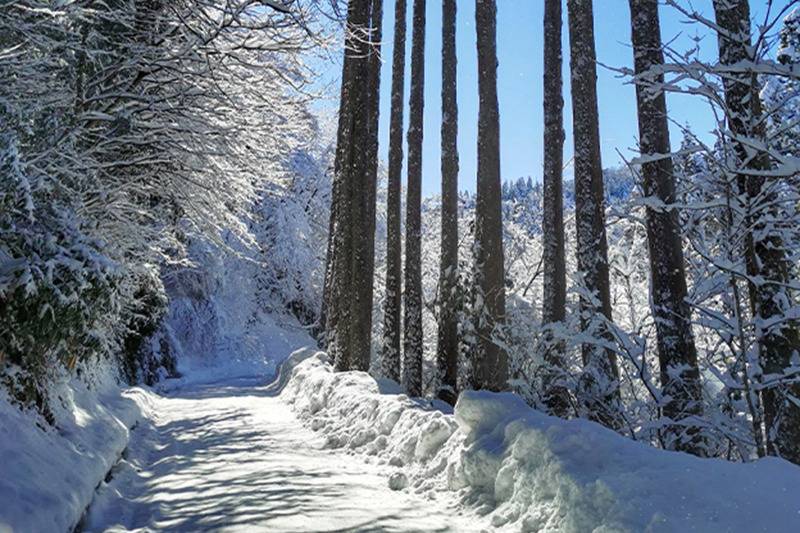 有畜複合循環型農業に従事する農場