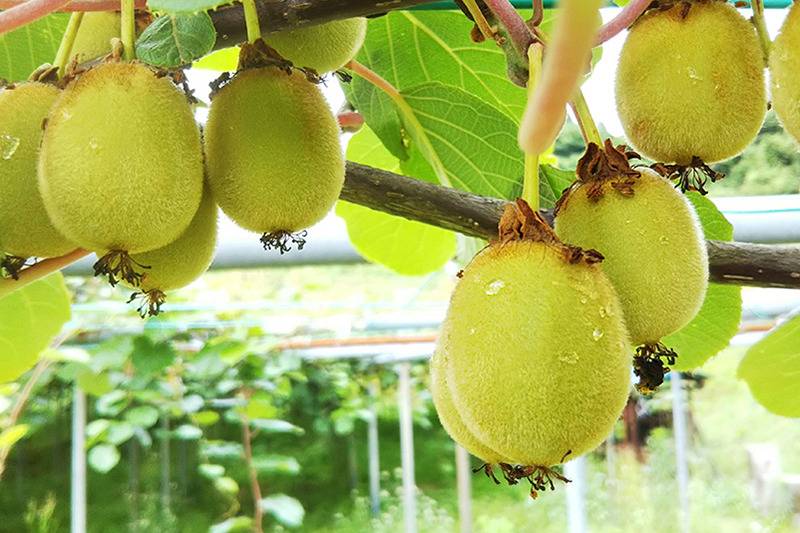 お客様からのよくある質問を掲載