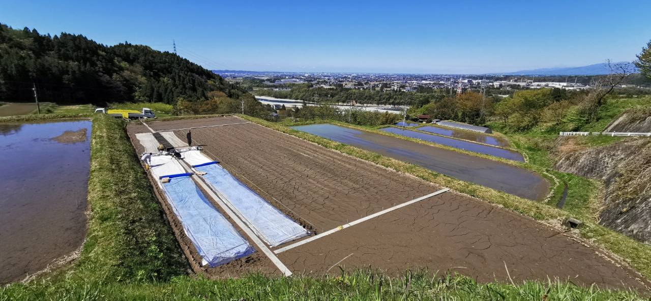 シートをかけて発芽まで温度管理します