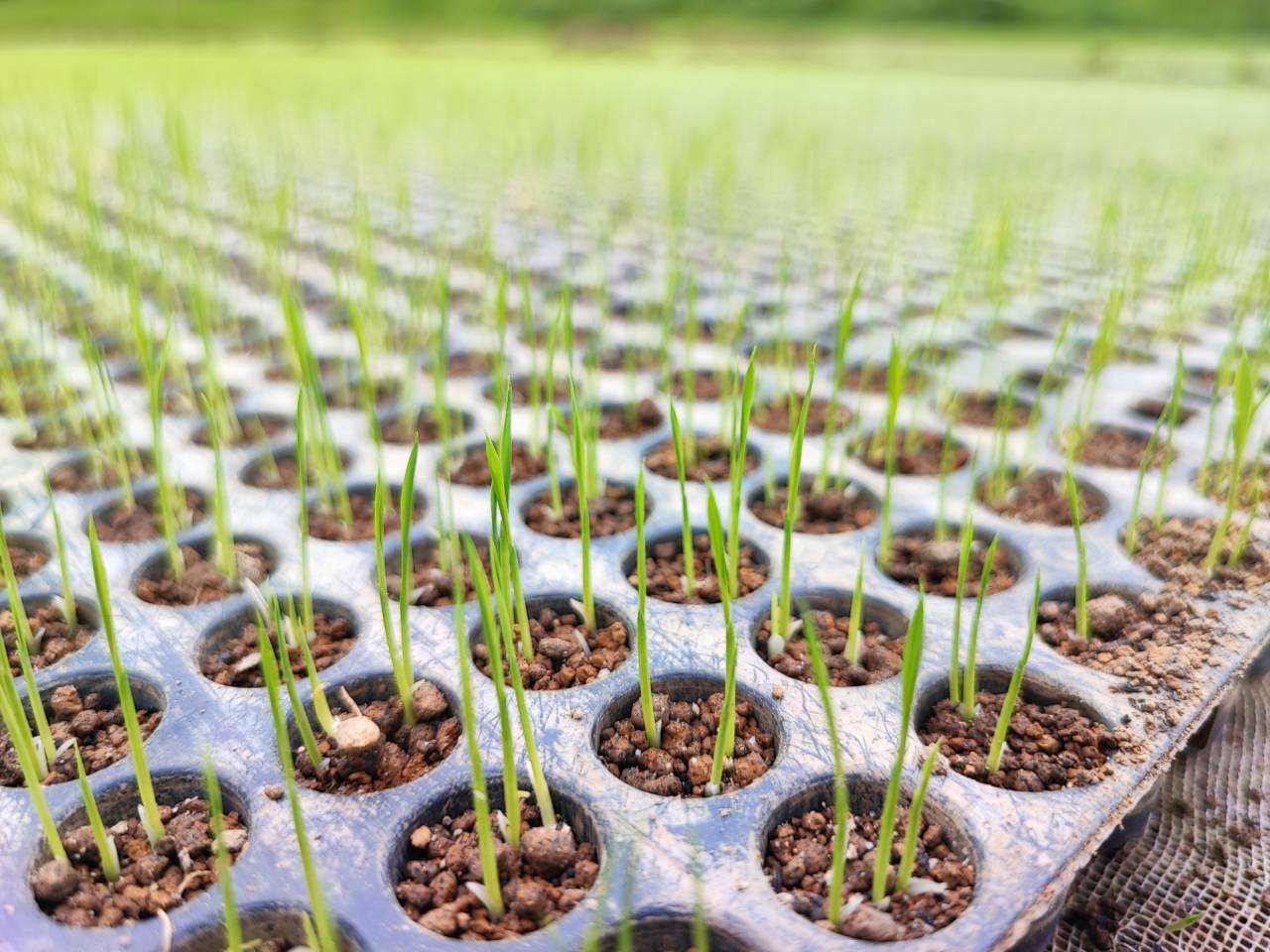 有機米のポット苗づくり