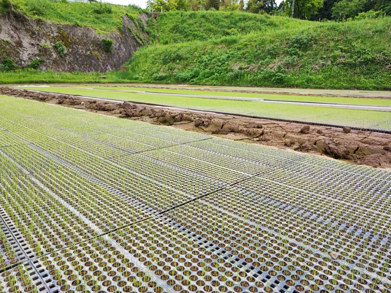 苗箱を直接田んぼに並べます