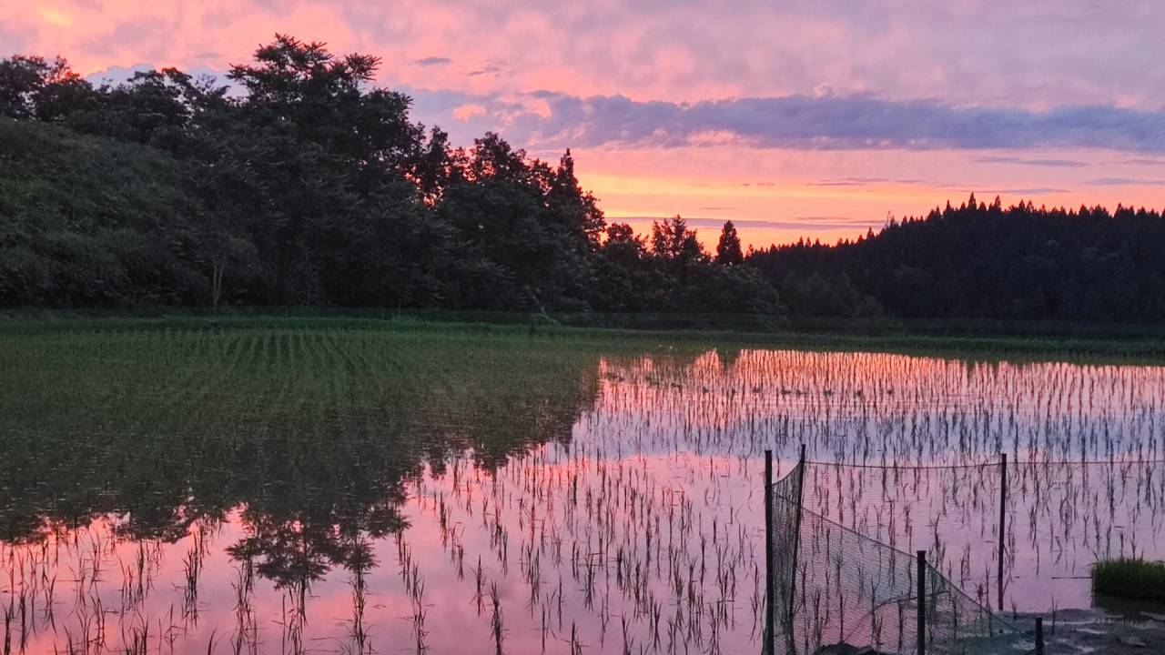 ～夕暮れ田んぼにて～ 　　光と水と空とアイガモ　自然のなす美しさに息を呑む