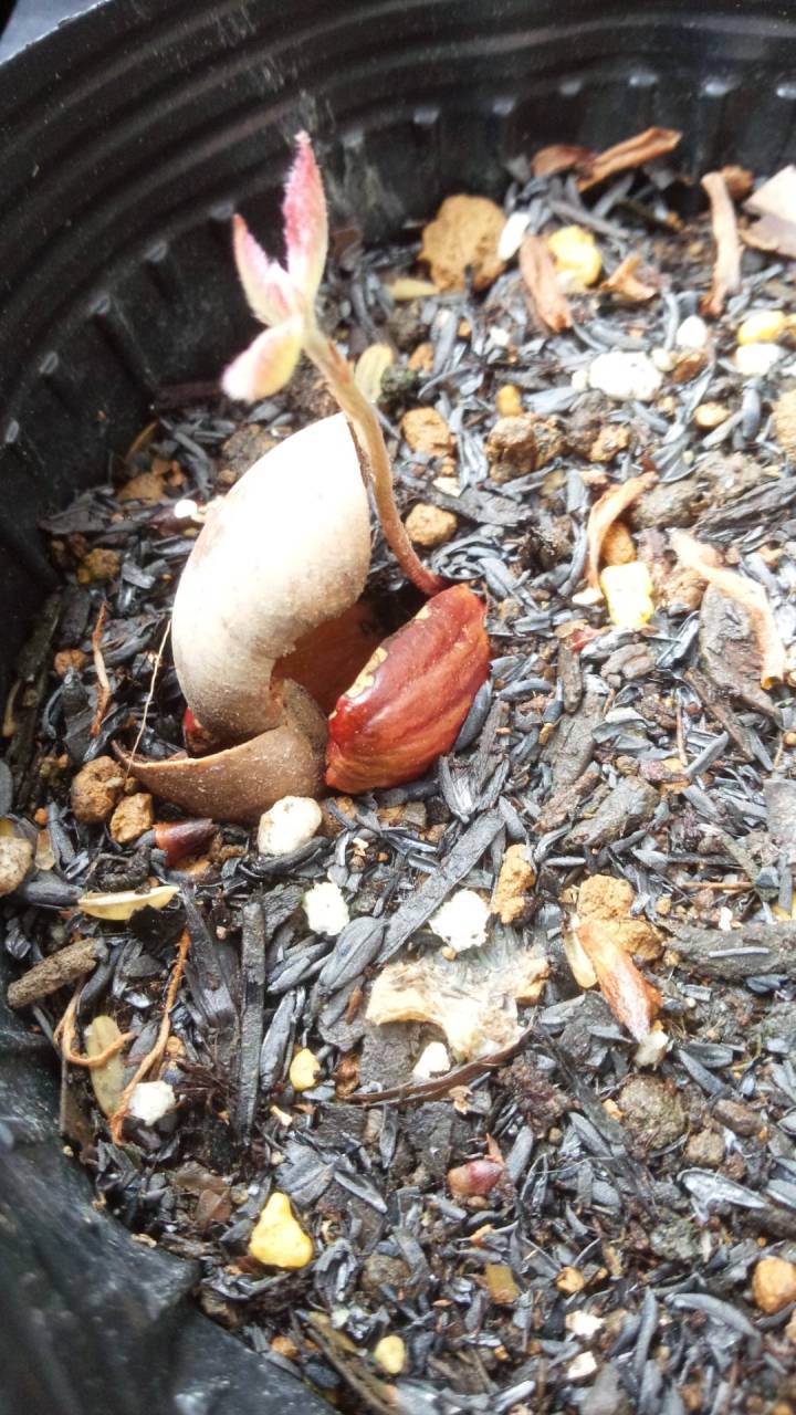 有機米のポット苗づくり