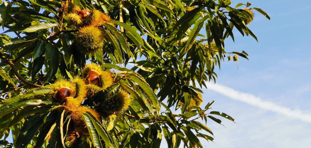 もうすぐ食べ頃だ！