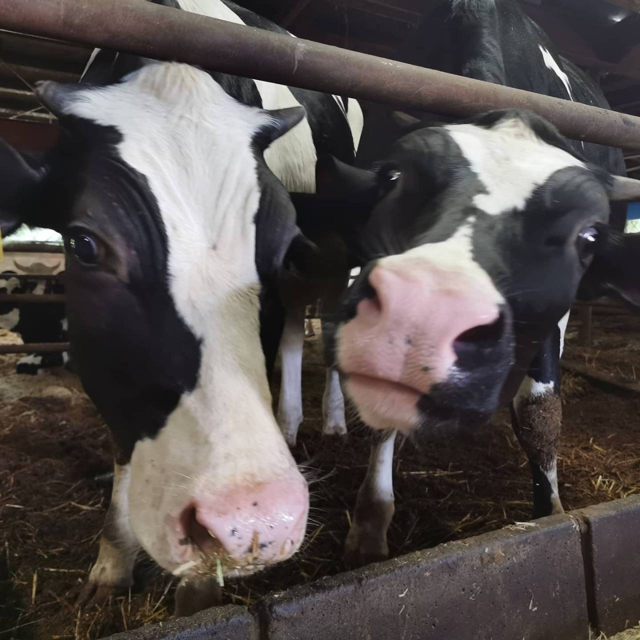 原乳はアデア牧場さん100%です