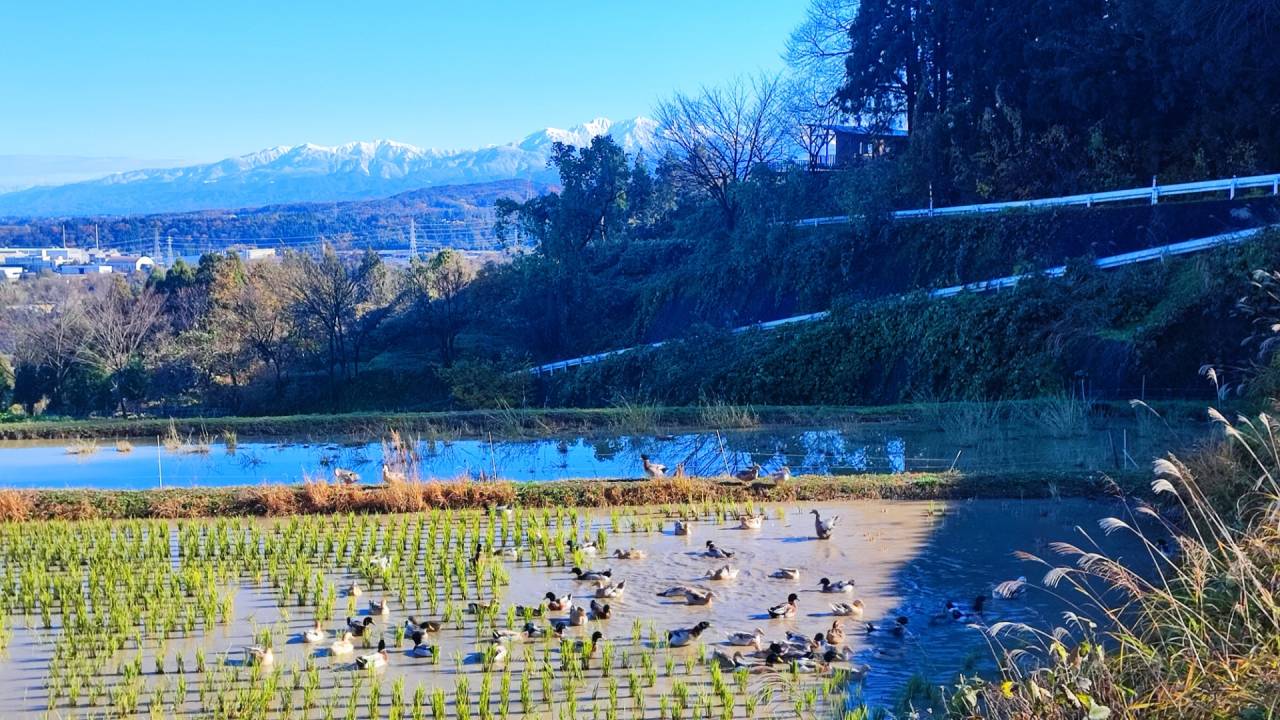里山農業,有機農業,無農薬,オーガニック,棚田米,富山,限界集落