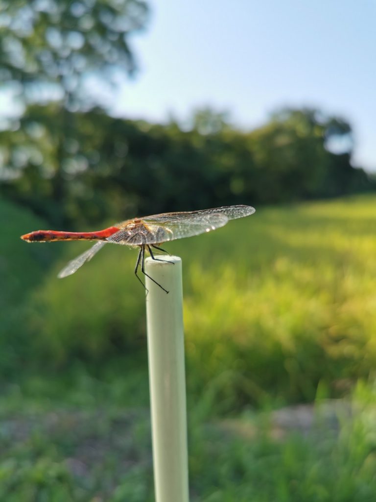 土遊野通信2020.11月号