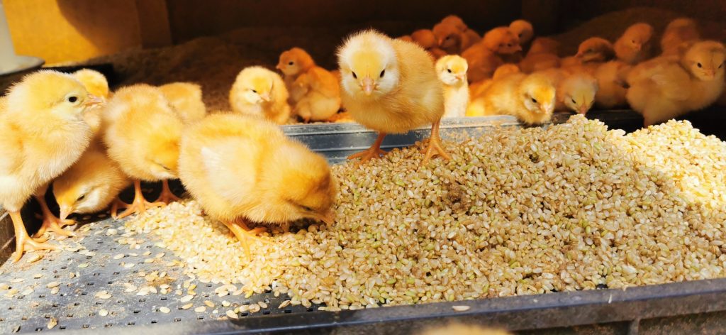 初生ひな　到着