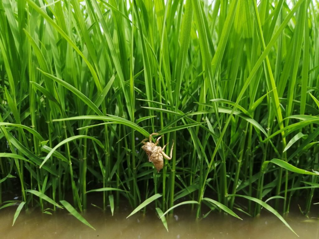 【開催中止】土遊野里山親子サークル～生き物探し＆どろんこ遊び