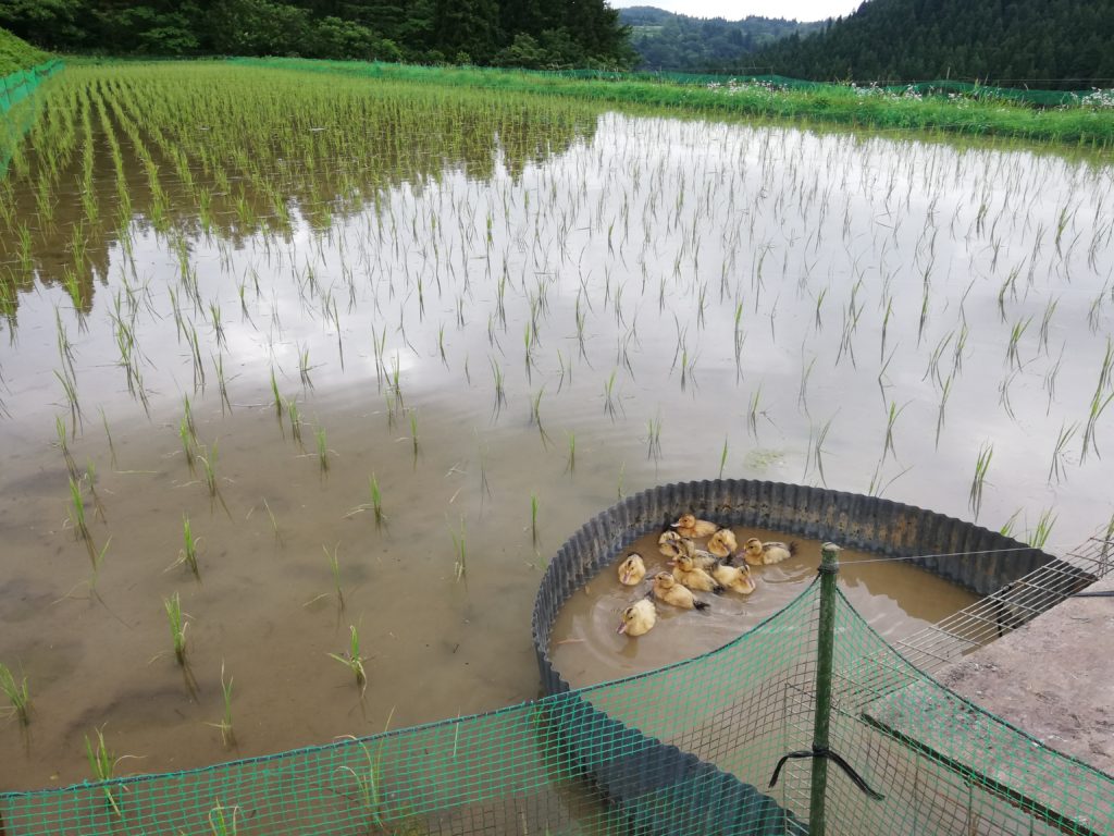 土遊野通信2021.7月号