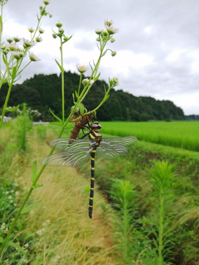 土遊野通信2021.8月号