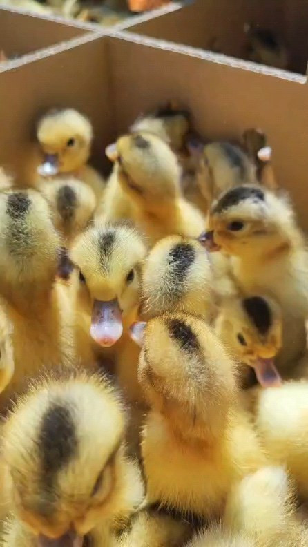 今年も合鴨さんが到着しました！！